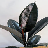 Ficus Elastica Black, with 5.5 inches white decor pot
